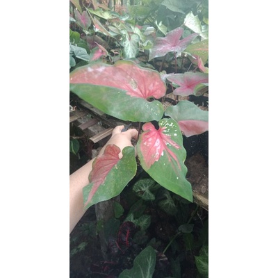 Caladium/keladi Red clone