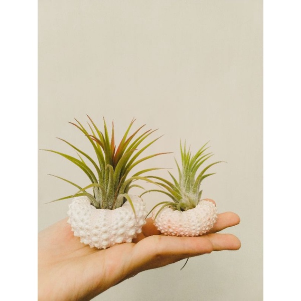 TILLANDSIA IONANTHA RUBRA + SEA URCHIN SHELL / CANGKANG BULU BABI TANAMAN AESTHETIC CAFE