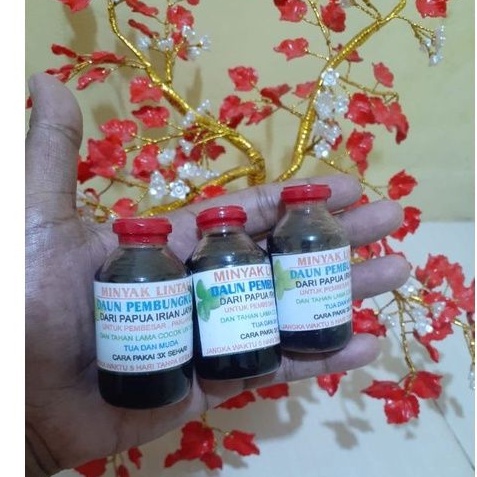 herbal daun pembungkus papua minyak lintah