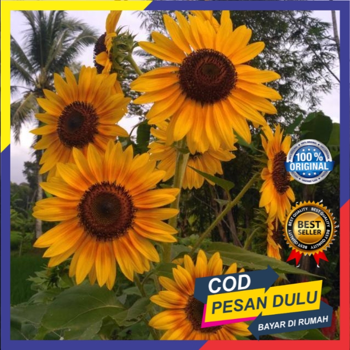 Jual Benih Bunga Matahari Sun Flower Isi 100 Biji Shopee Indonesia