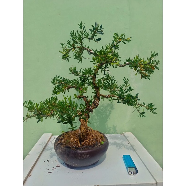 bonsai boxus buxus siap pajang