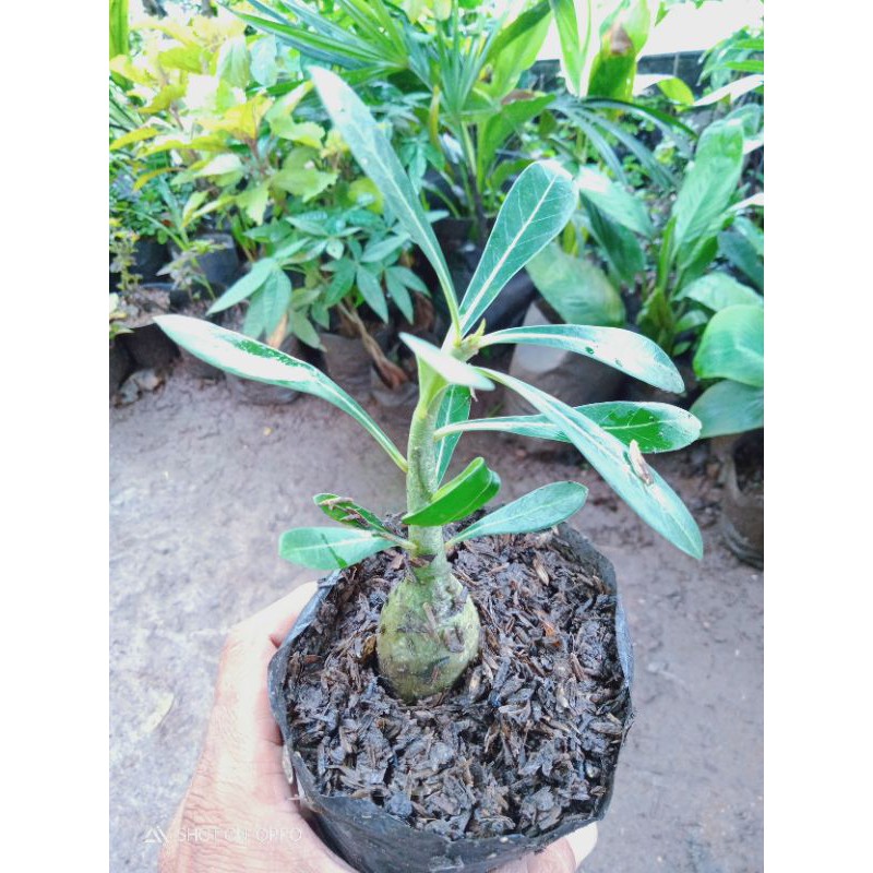 

Pohon adenium /bibit adenium