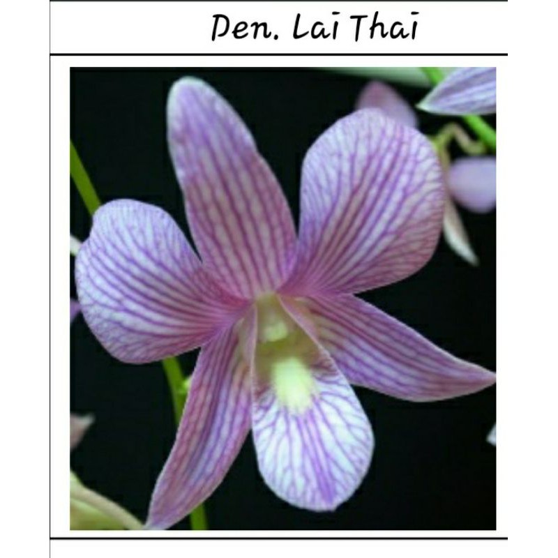 

D. Lai Thai