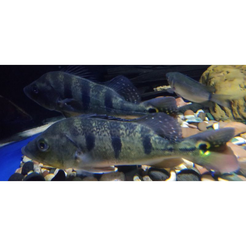 

ikan peacockbass/pbass monocolus. harga 180rb/ekor.