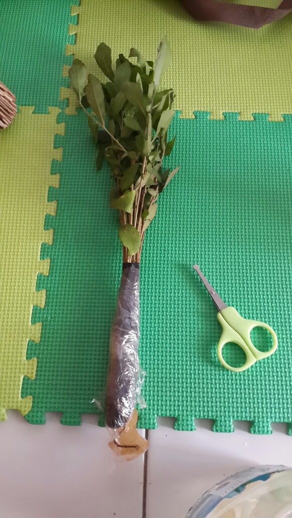 Pohon Lee Kwan Yew / Likuanyu Perbatang