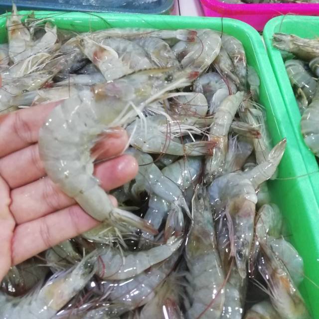 

Udang besar segar 500gr