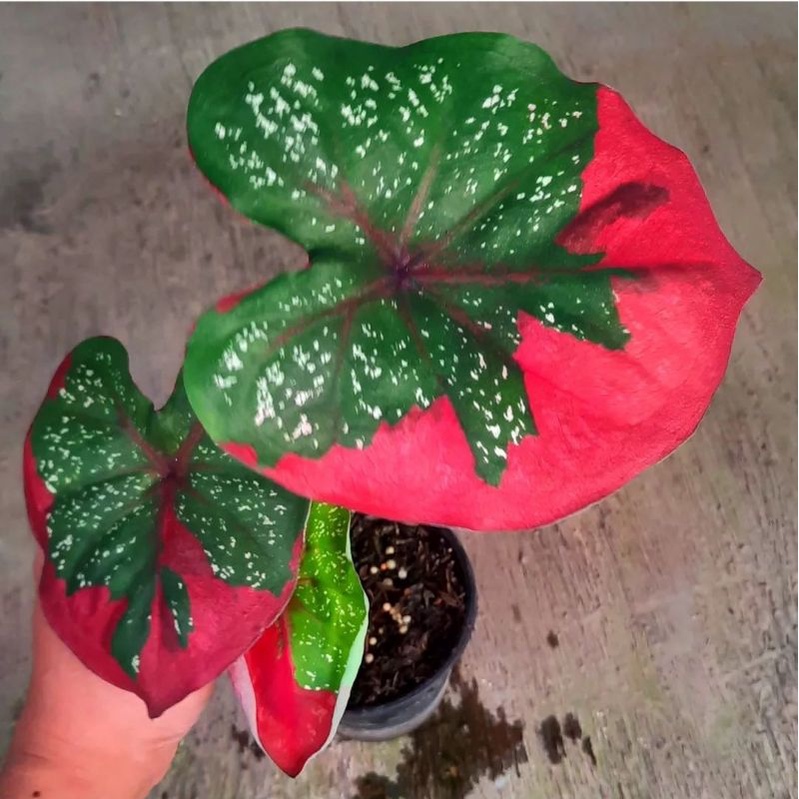 PROMO  Keladi baret merah menor merona murah meriah kualitas lokal anakan keladi baret 1-3 daun meno