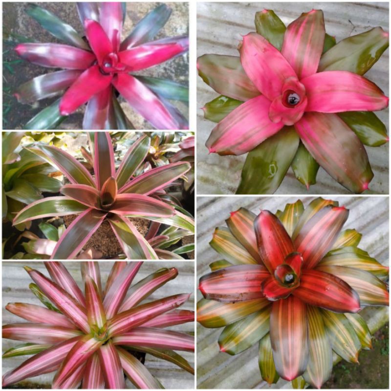 tanaman hias bromelia - paket 5 pohon bromelia - bromelia