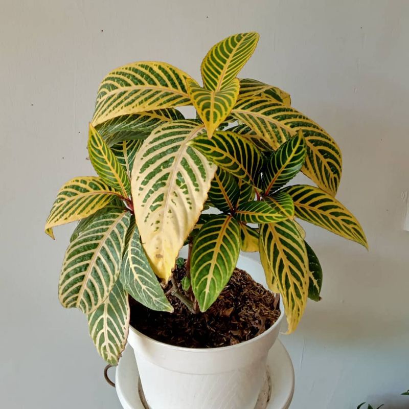 Tanaman Hias Daun Aphelandra Kuning (Aphelandra squarrosa) - bibit tanaman apelandra kuning