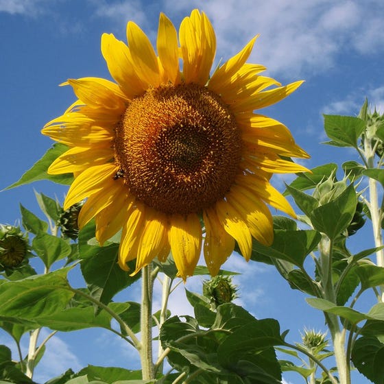 Benih Bibit Biji - Sunflower Mammoth Grey Stripe Bunga Matahari Seeds - IMPORT