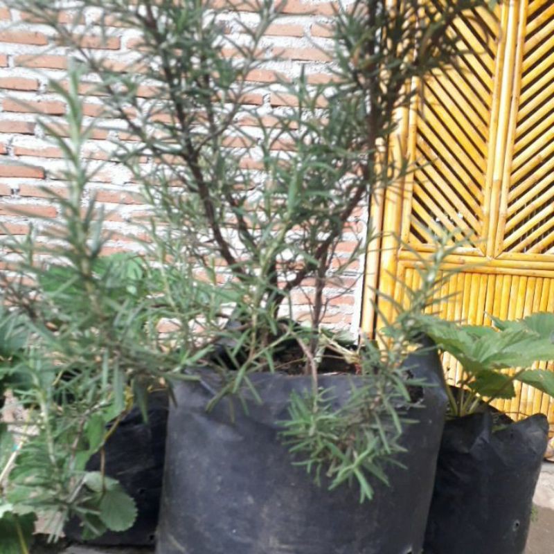 Bibit Rosemary