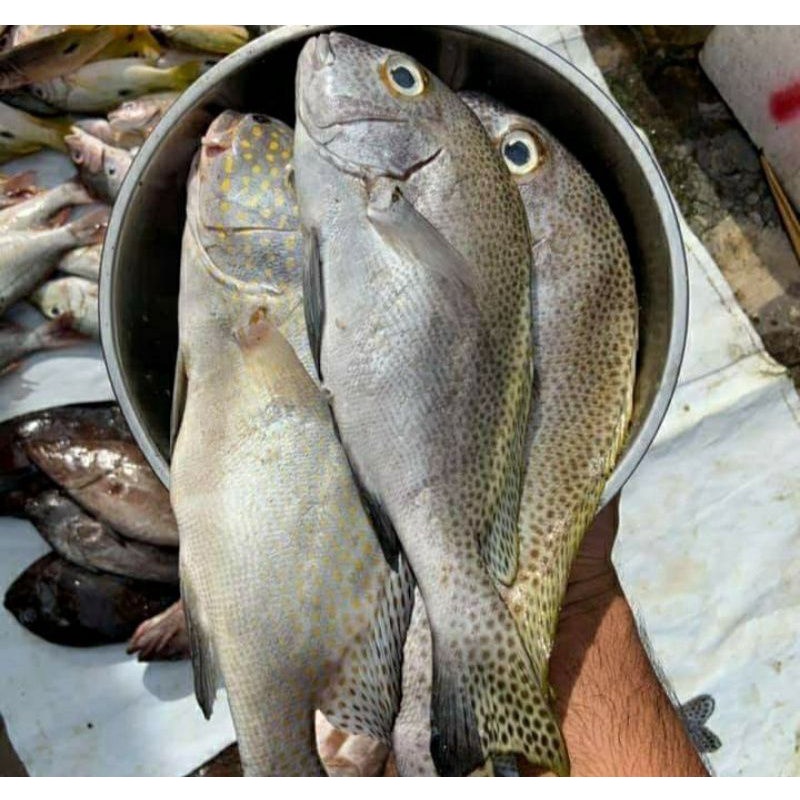 

Ikan Kaci-kaci Segar 1Kg Hasil Laut BERGARANSI