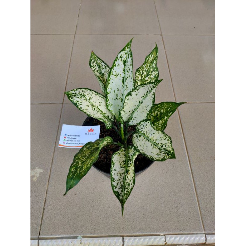 AGLONEMA SNOW WHITE BAKAL INDUKAN