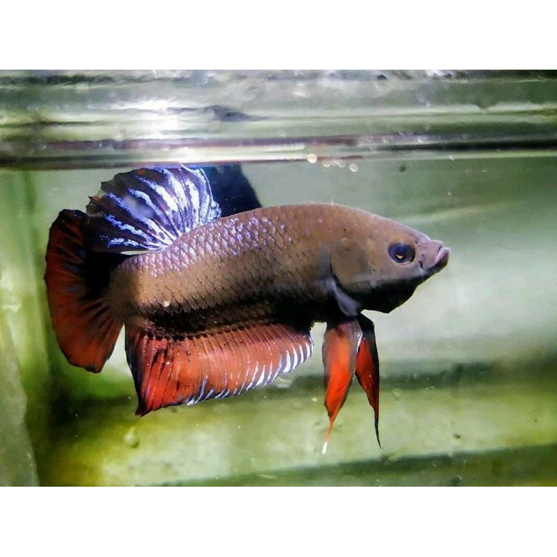 BAGAN ADU JANTAN