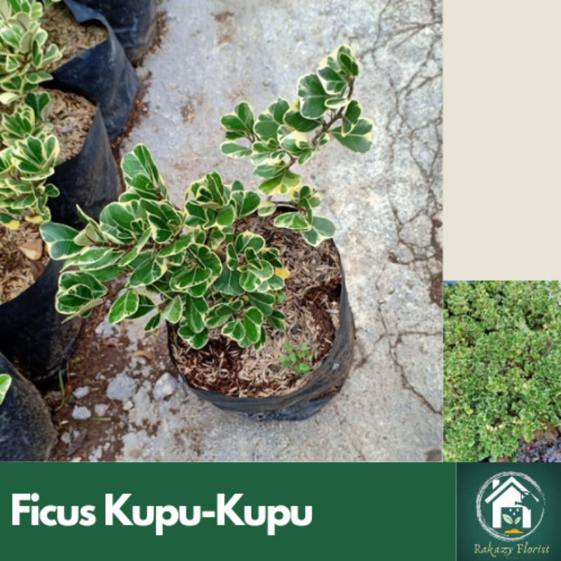 Tanaman Ficus Triangularis / Ficus Kupu-Kupu
