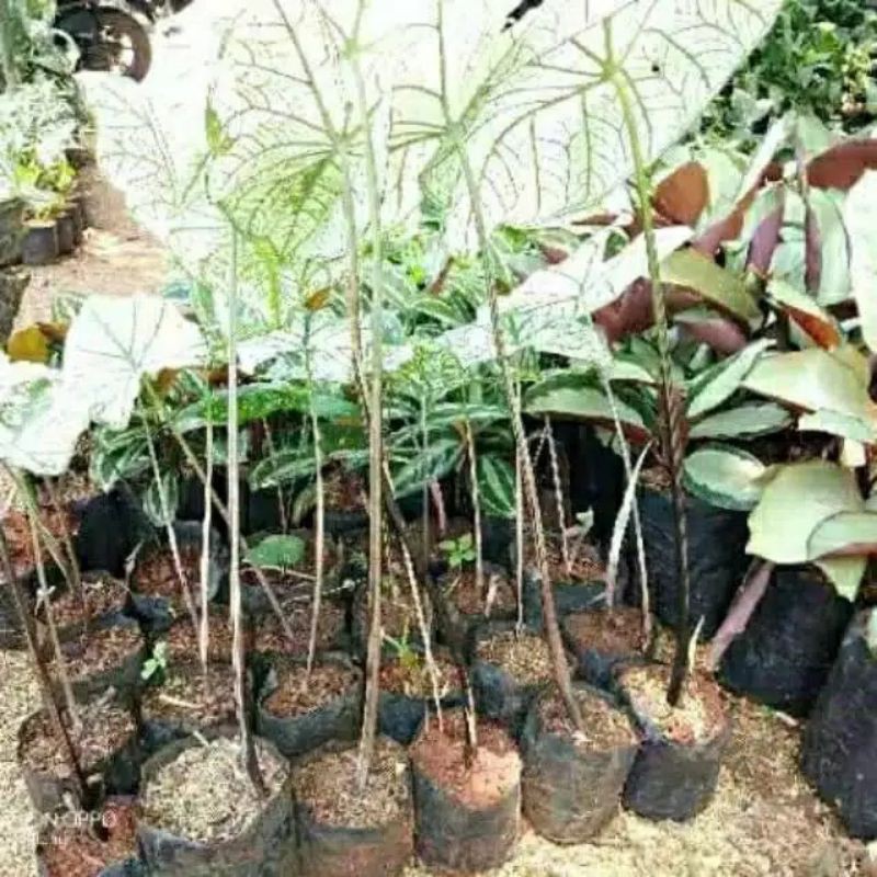 tanaman hias keladi putih variegata- keladi variegata