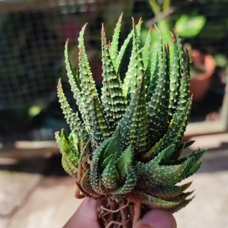 Sukulen Haworthia Pumila Variegata