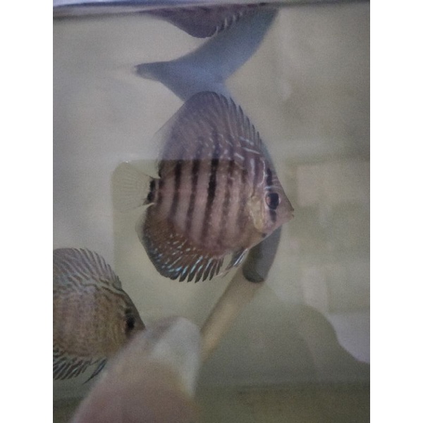 discus mosaic 4-5cm, discus heckld cross, discus turquoise