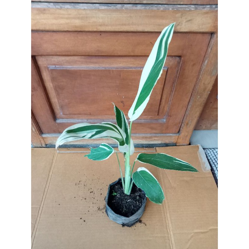 tanaman garut varigata