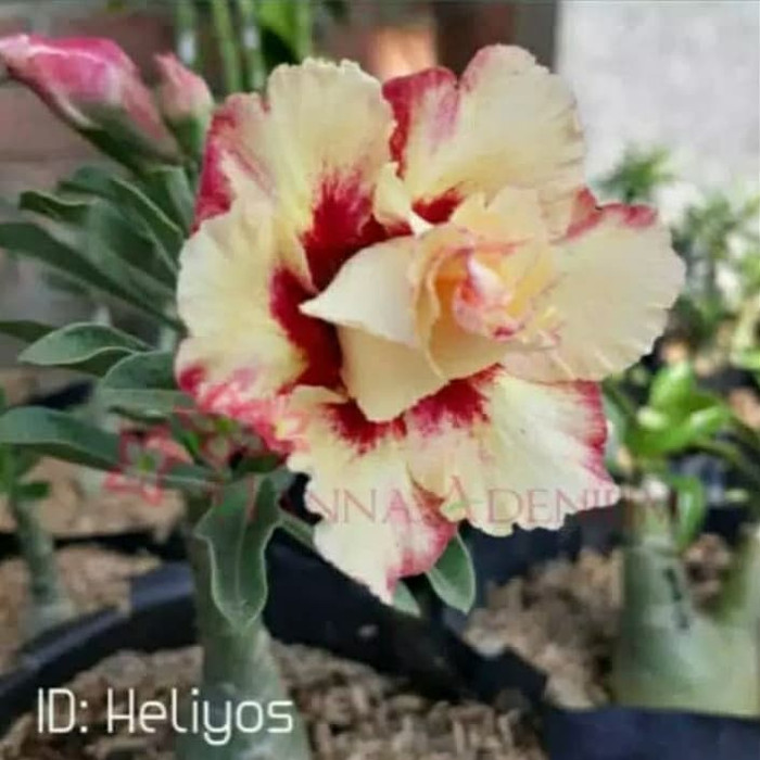 Bibit bunga kamboja adenium heliyos-bunga kamboja adenium