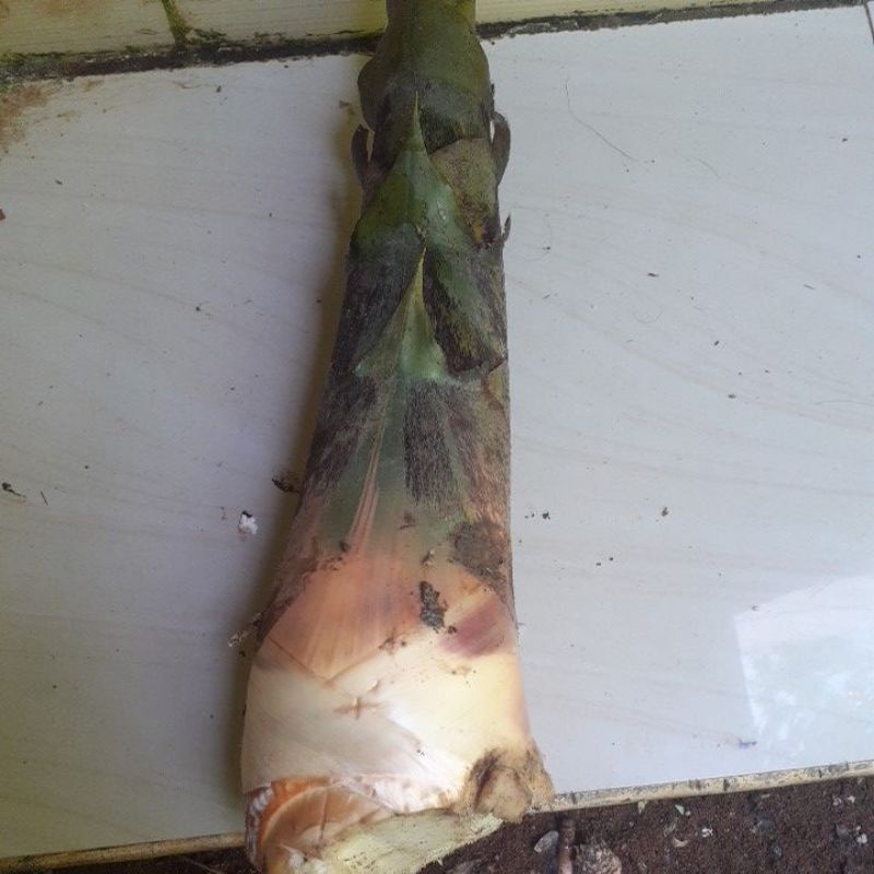 

rebung bambu kuning segar 1kg