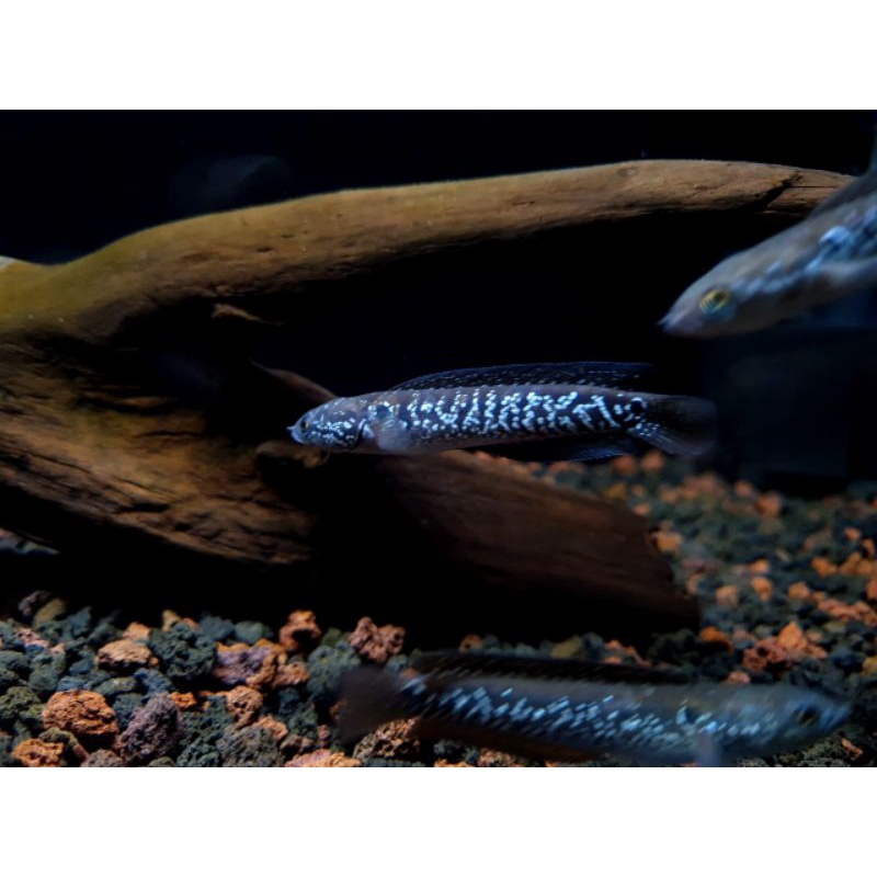 ikan hias aquarium channa asiatica ws pure progres