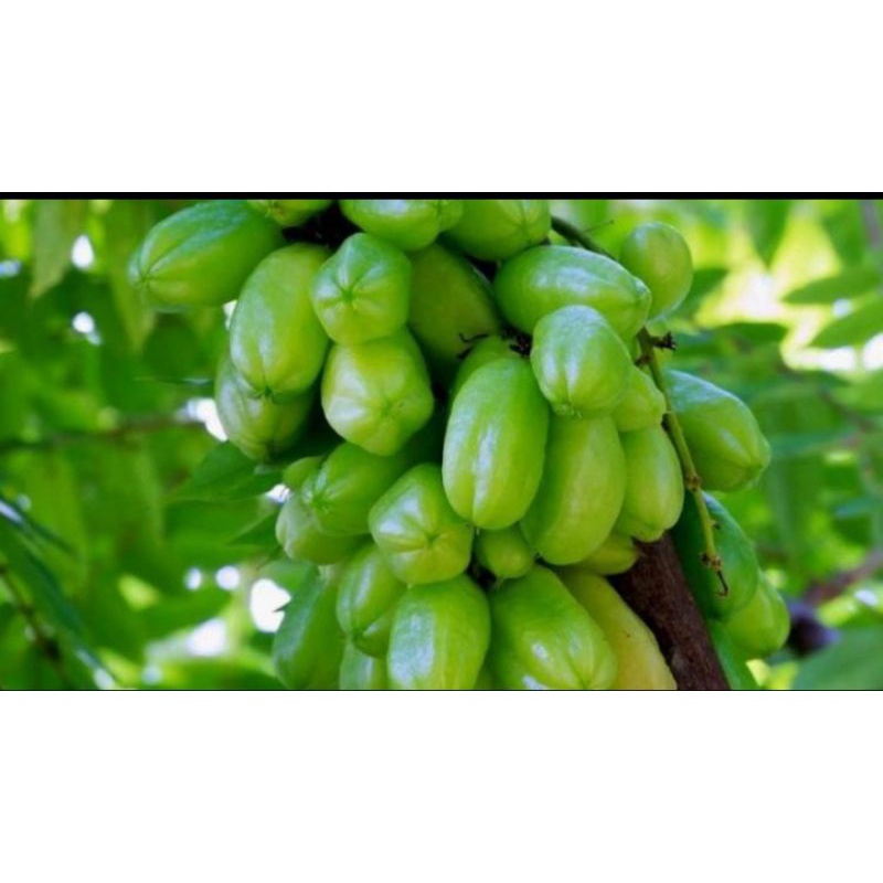 

Belimbing wuluh segar