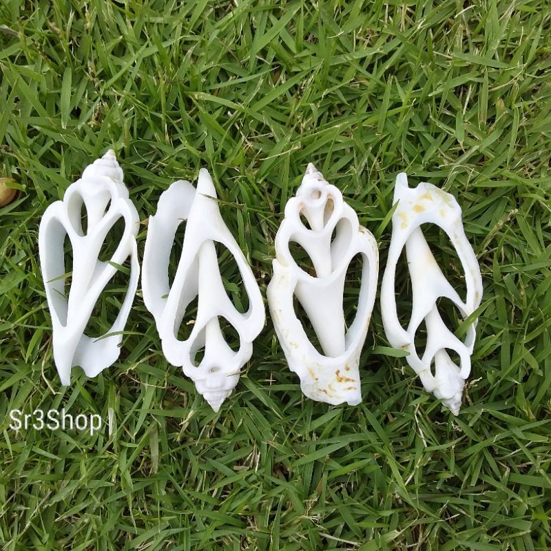 Kerang laut | Kerang hias | Biji kerang