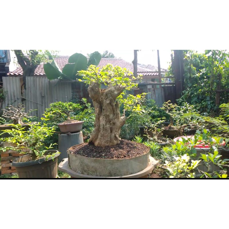 Bonsai Bougenville Singapura