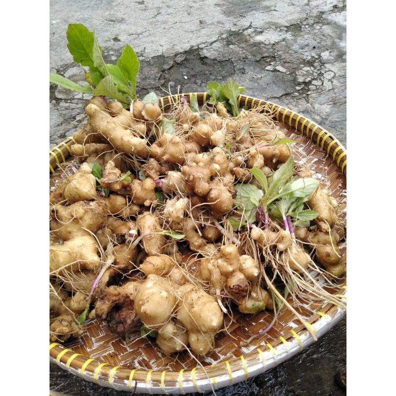 

UMBI DEWA / UMBI SAMSIT 500grm / HERBAL DARAH TINGGI / UMBI DEWA ORGANIK / OBAT STROK