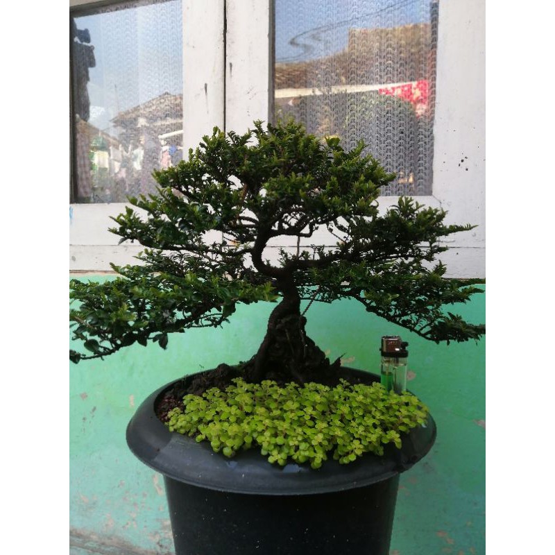 bonsai ohna micro import