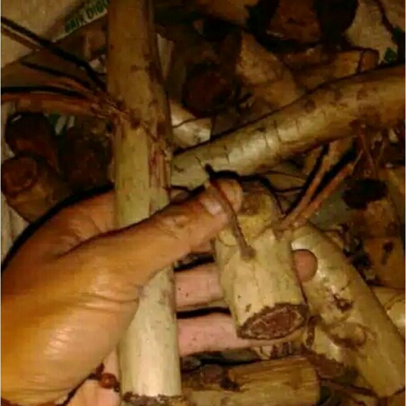 Bonggol Berkualitas Philodendron Red Cardinal Bertunas Berakar Termurah