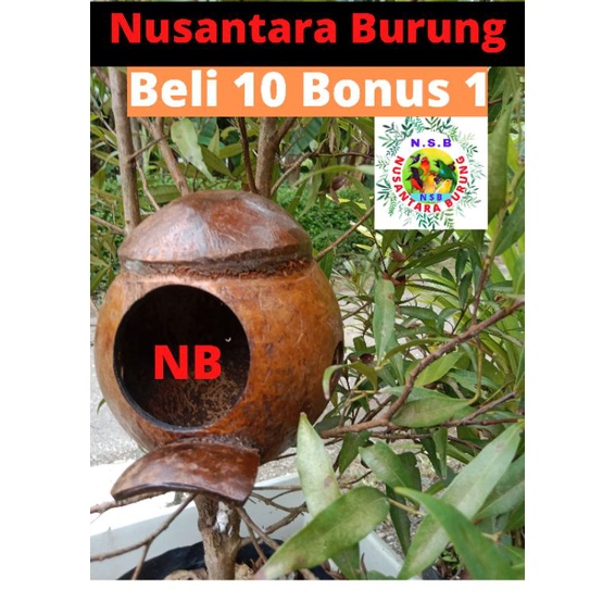 GLODOK BURUNG MURAI LOVE BIRD KENARI BATOK KELAPA