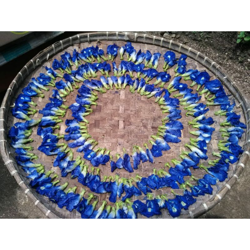

Bunga_Telang Kering