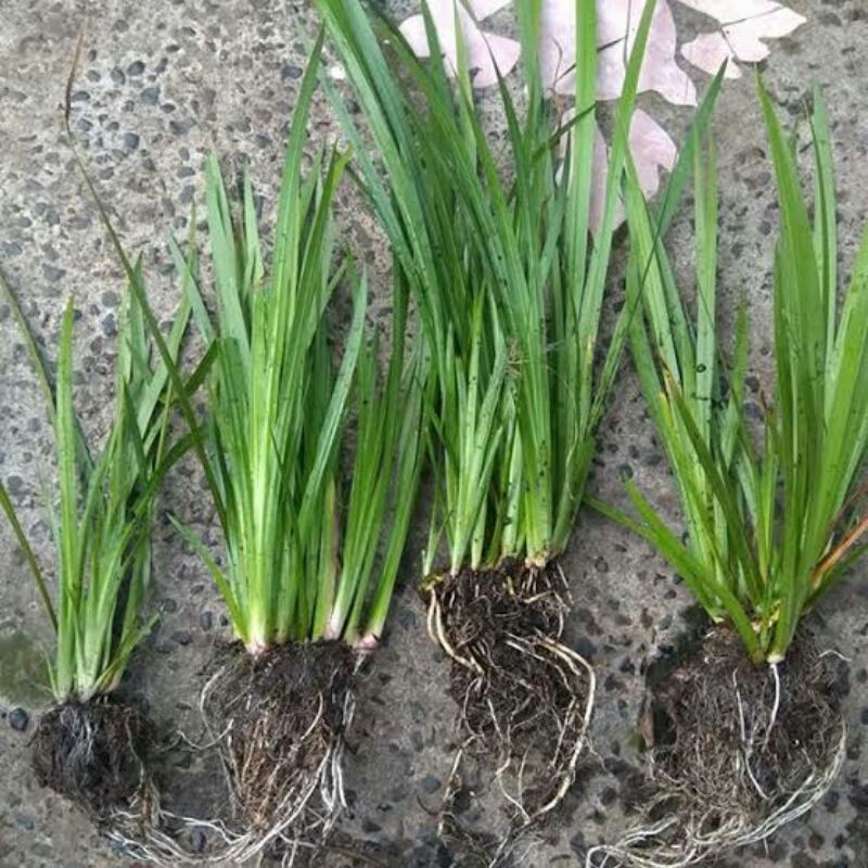 #HOT PROMO# OBAT JERINGAU / JARANGO / DLINGO BAYI