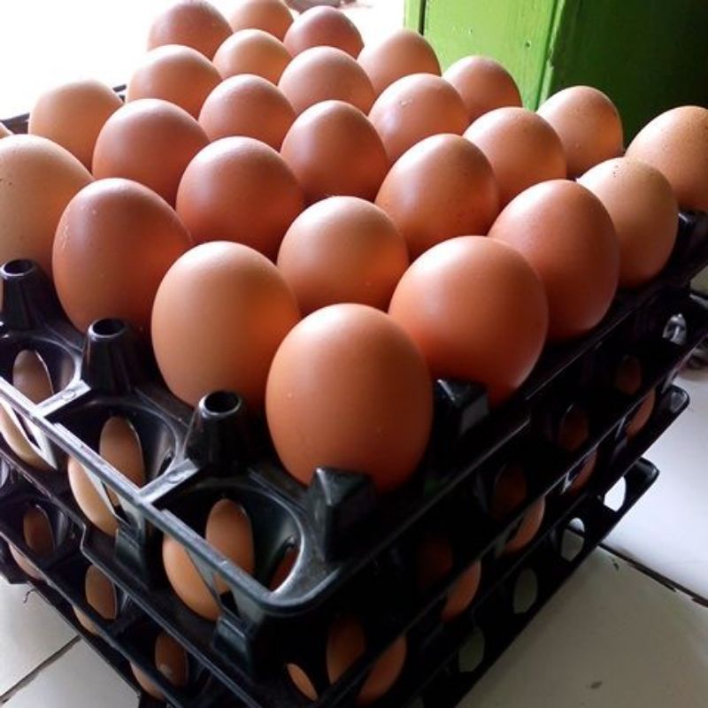 

Telur Ayam Negeri Per Kg