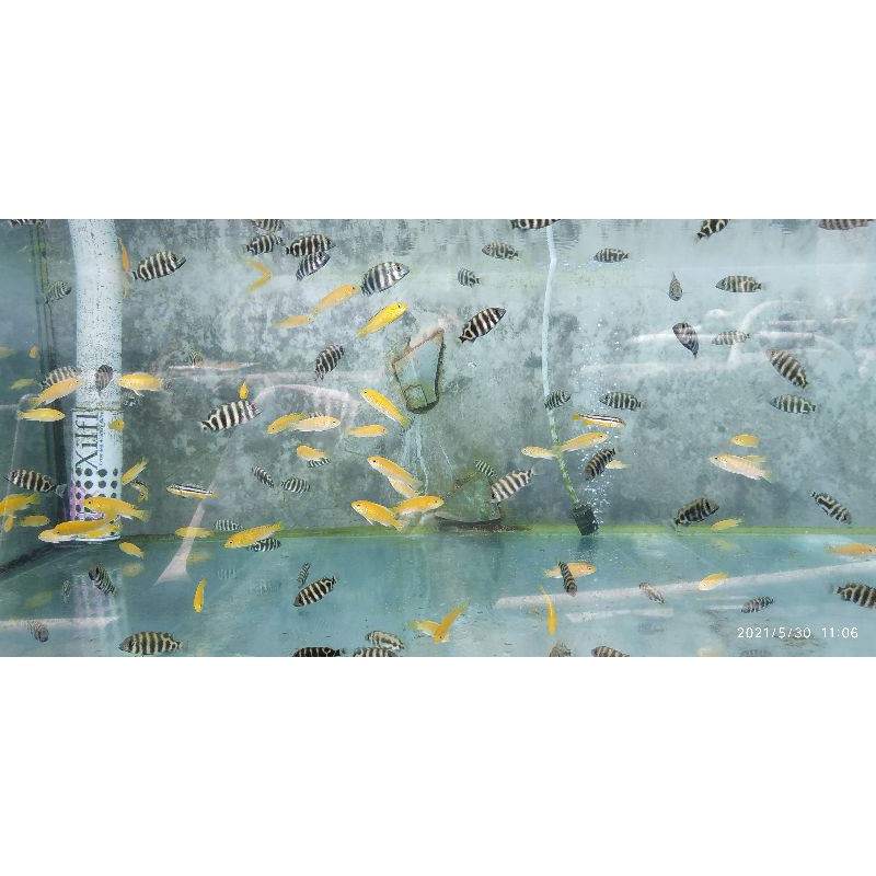 Ikan Lemon Hias Kecil Murah