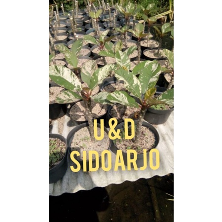 bibit plumeria varigata