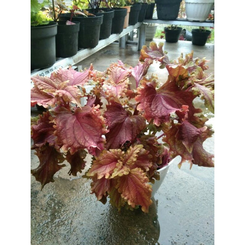 miana#lokal#premium#super#sultan