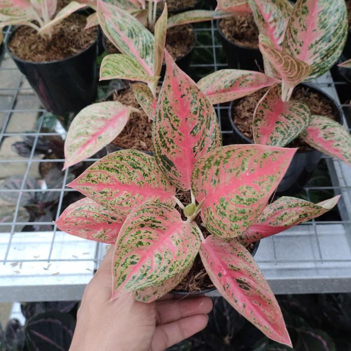 aglonema legacy merah(5-7daun)