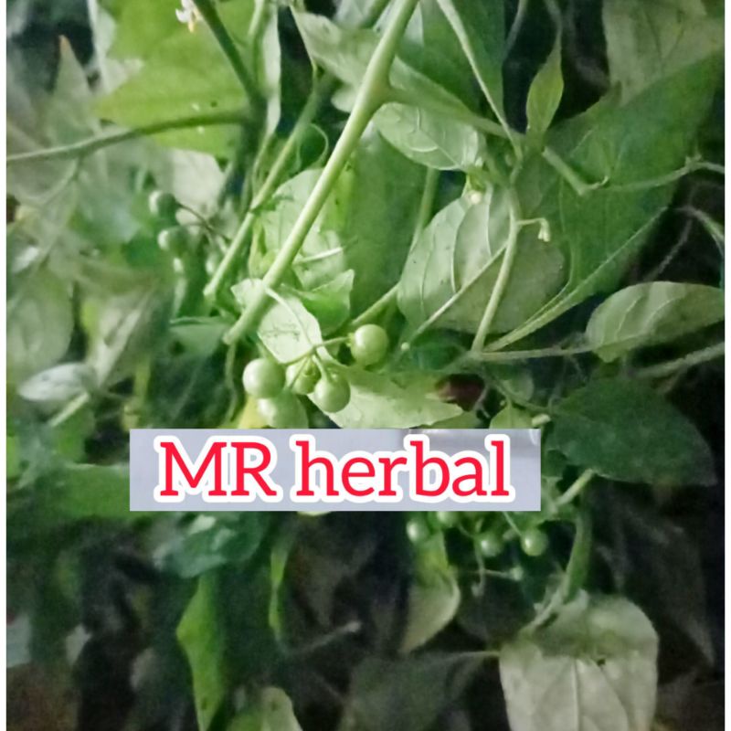 

Daun ranti atau daun leunca hayam segar per 250 grm