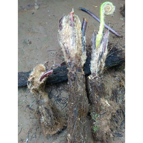 Bibit pakis bulu kera putih,pakis haji,paku haji,paku tihang, pakis paku pakuan