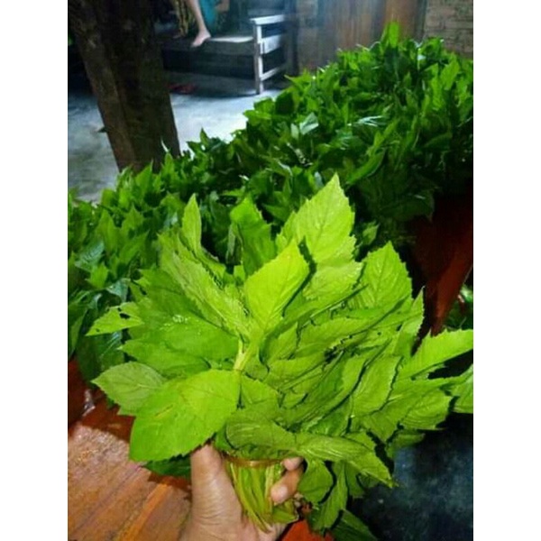 

sintrong segar pres 500gr