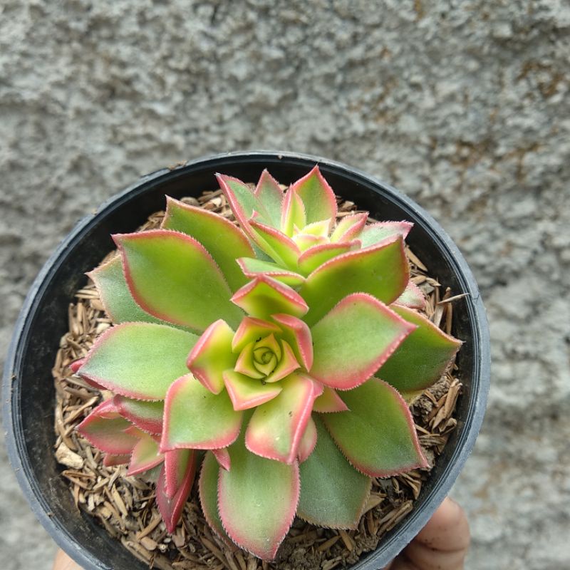 Haworth's Aeonium | DP 10cm | Sukulen