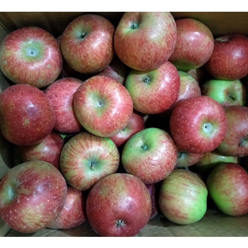 Apel Malang SUPER 1Kg / Buah Apel / Apel Malang Rome Beauty / Apple