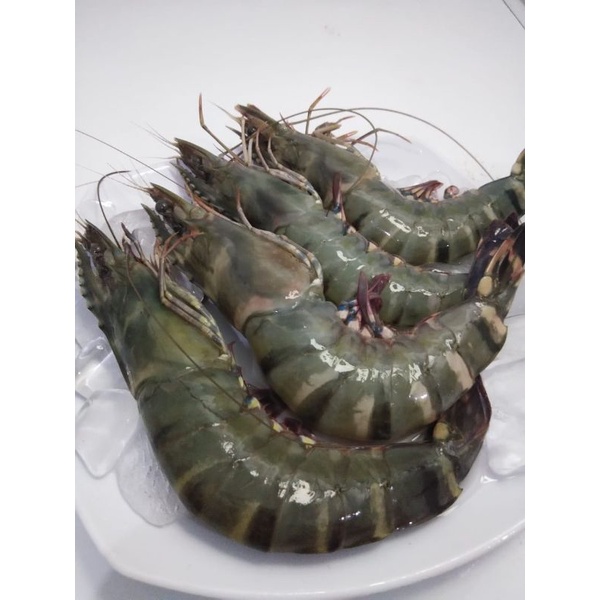 

UDANG JUMBO SIZE 20-25 200gr