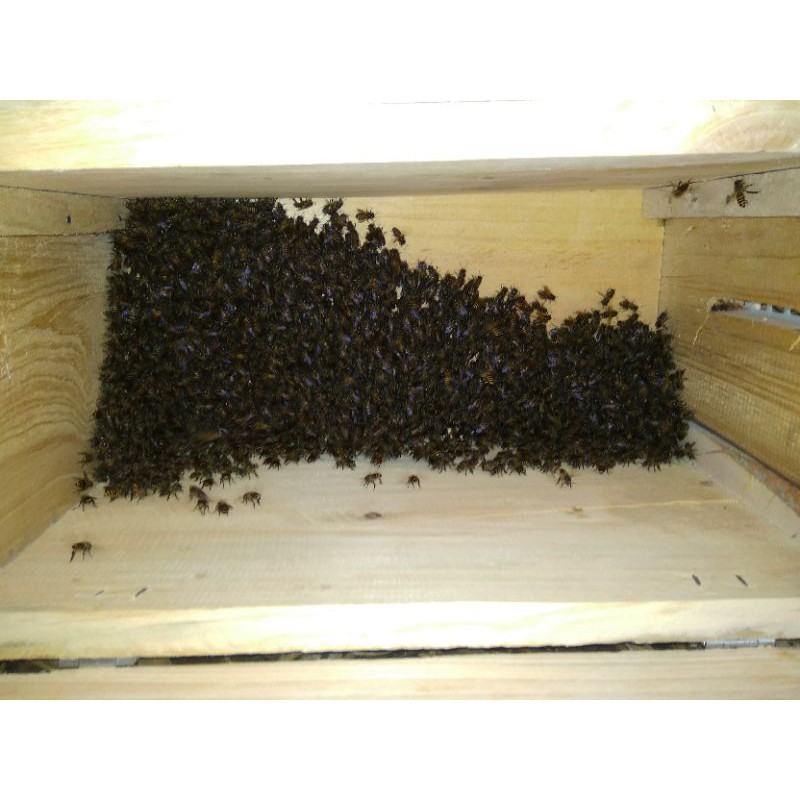 koloni lebah apis cerana/apis cerana/ternak madu/madu murni