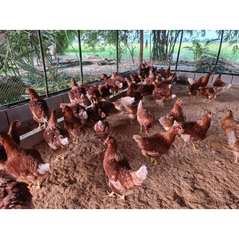 10 Ekor Ecer Induk Ayam Petelur Lohman Indukan Pullet Layer ISA Brown Remaja Pulet Siap Telur Eceran