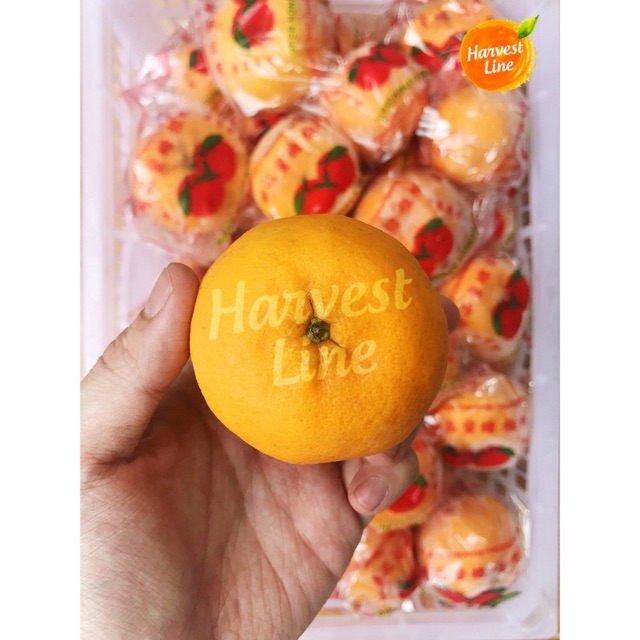 

Honey Ponkam Super Satu Keranjang
