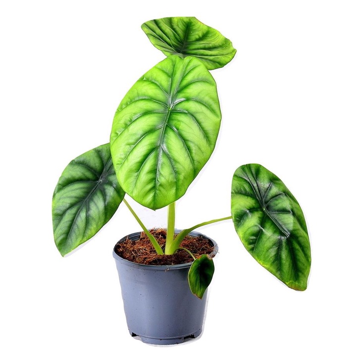 Alokasia tengkorak hijau (Alocasia Cypeolata) (2-4 daun ) - Baby keladi dragon hijau - bibit keladi 